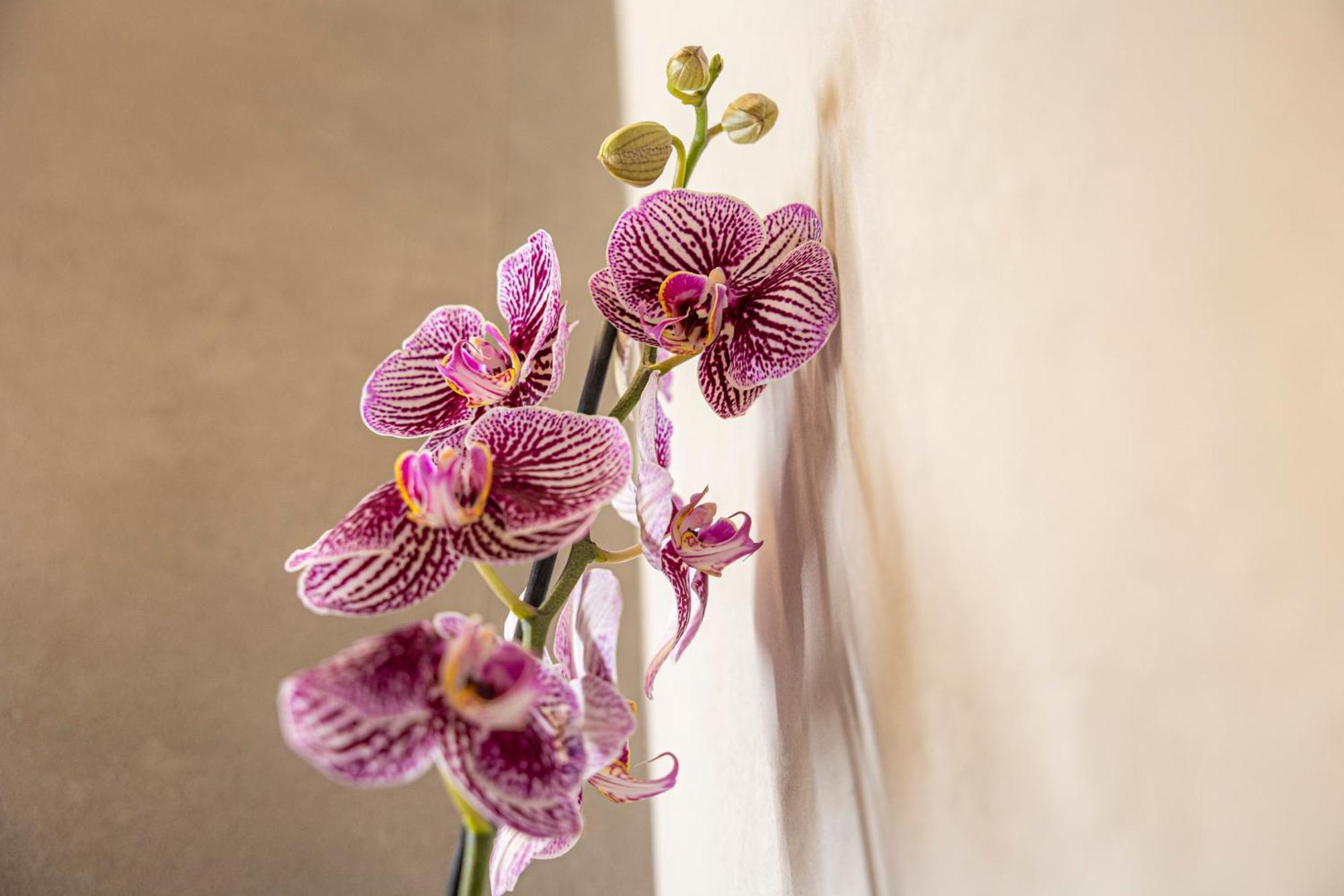 Orti Manara Design Apartments Verona Buitenkant foto